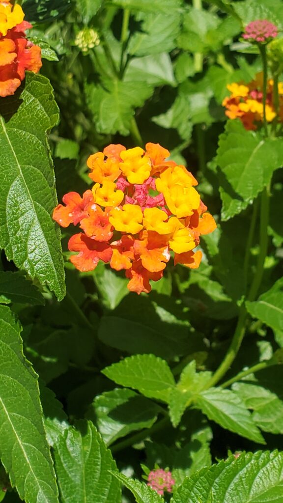 Orange Flower