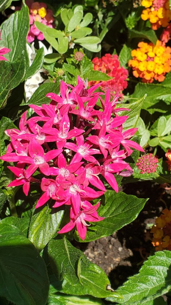 Pink Flower