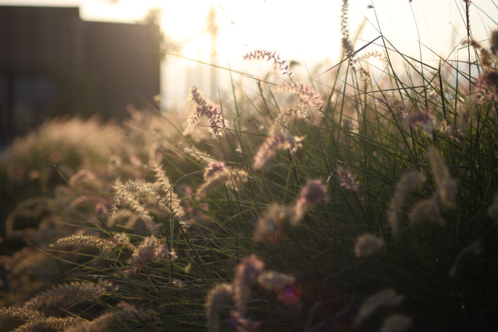 Flowers in the Setting Sunlight